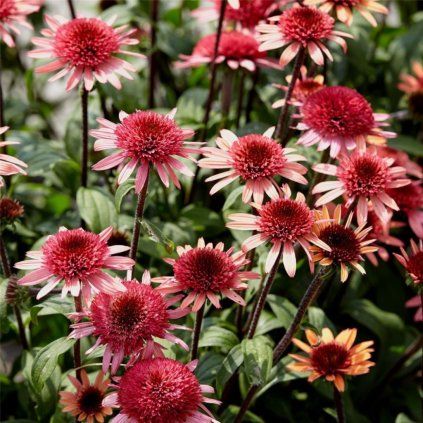 ECHINACEA RASPBERRY TRUFFLE (Kvetináč 1,5 litra, Výška 50 cm)