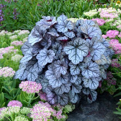 heuchera glitter 1