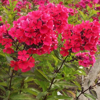 flox metlinaty starfire 1