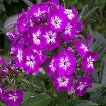 flox metlinaty uspech 1