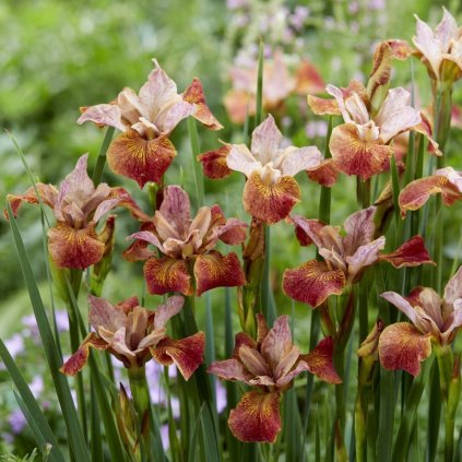 iris sibirica paprikash cover