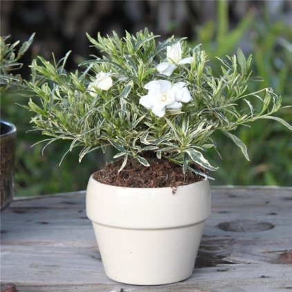 gardenia jasminoides golden crow cover