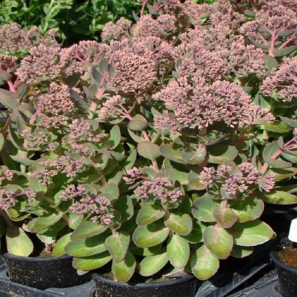 sedum secuction pink passion 1