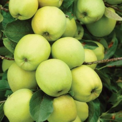 jablon golden delicious 2