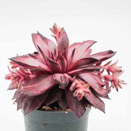 SKALNÁ RUŽA VICTORIA BORDEAUX RED (Kvetináč 1 liter, Výška 2 cm)