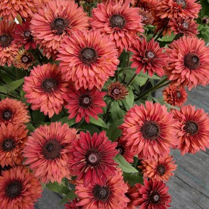 RUDBECKIA FLAMENCO DARK ORANGE (Kvetináč 1,5 litra, Výška 40 cm)