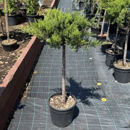 juniperus rockery na kmienku