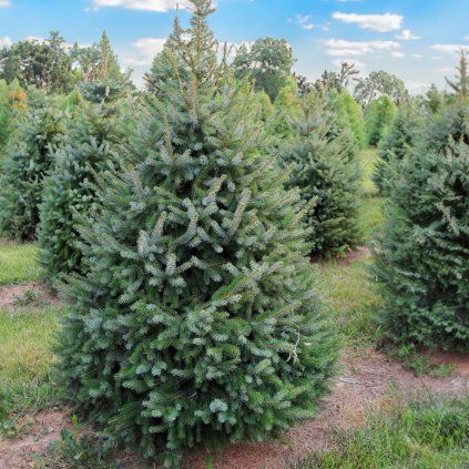 PICEA OMORIKA COVER