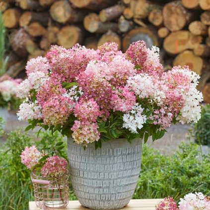 HORTENZIA METLINATÁ GROUNDBREAKER (Kvetináč 3 litre, Výška 20 cm)