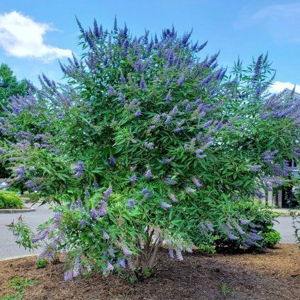 vitex blue diddley cover