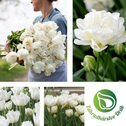 tulipan mondial