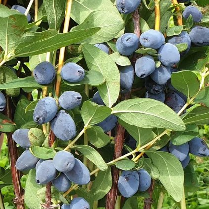 zemolez giants heart cover