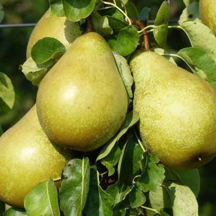 hruska nojabrskaja cover