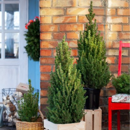 VIANOČNÝ STROMČEK SMREK BIELY PERFECTA (Kvetináč 0,75 litra, Výška 30 cm)