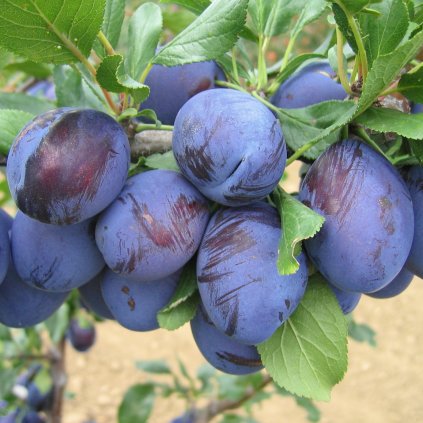 SLIVKA STANLEY (Kvetináč 15 litrov)