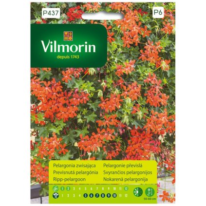 pelargonia previsla cervena vilmorin p437