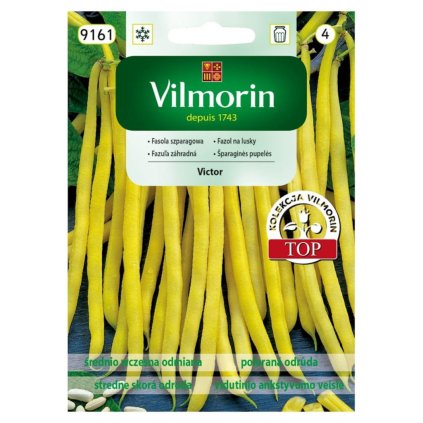 fazula victor vilmorin 9161