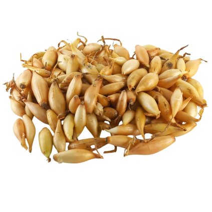 CIBUĽA SADZAČKA BIRNFORMIGE (Balenie 250 g)