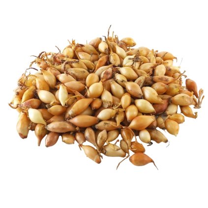 CIBUĽA SADZAČKA VŠETANA (Balenie 500 g)