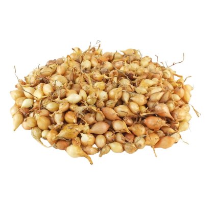 CIBUĽA SADZAČKA ŠTUTGART (Balenie 250 g)