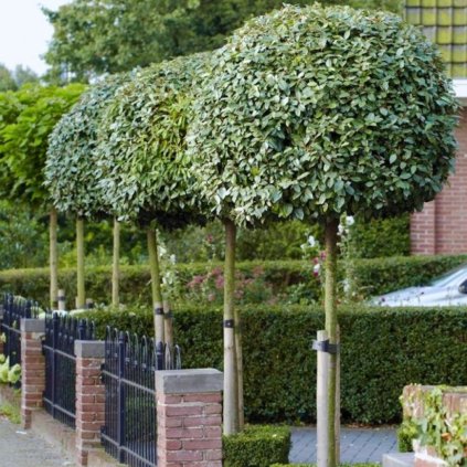 hlosina ebbingeova compacta cover