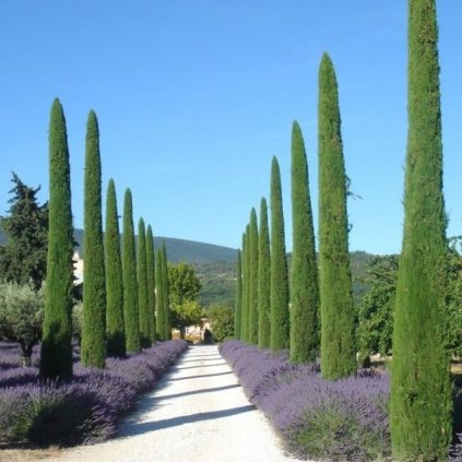 cyprus vzdyzeleny pyramidalis cover