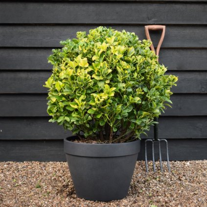 brslen japonsky elegant aureus cover