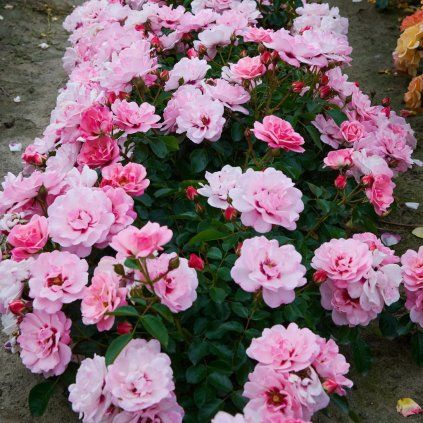 RUŽA BRIGHT EYES (Kvetináč 5 litrov)