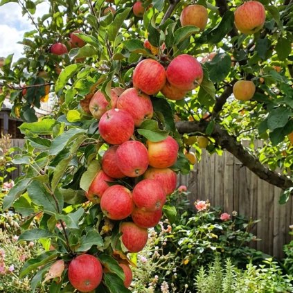 jablon gala podpnik m26 cover