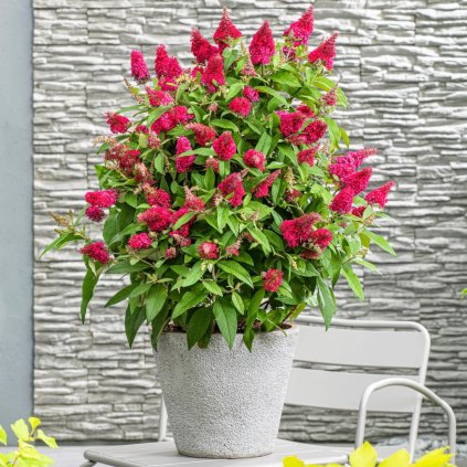 BUDLEJA BUTTERFLY CANDY LITTLE RUBY (Kvetináč 1,5 litra)