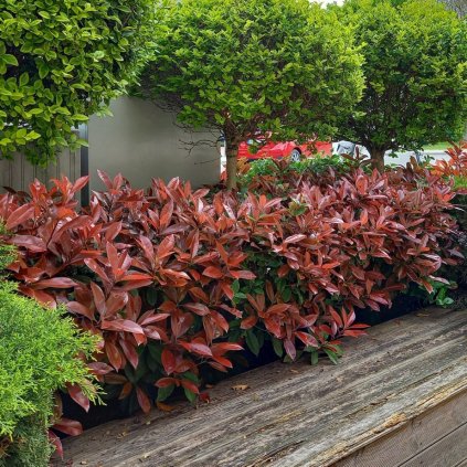 červienka camilvy cover