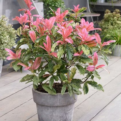 červienka cinska pink crispy cover