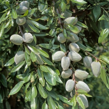 mandla ferraduel cover