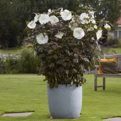 ibistek bahenny ghost cover