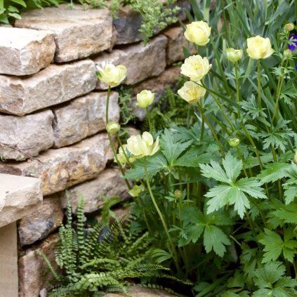 trollius new moon cover