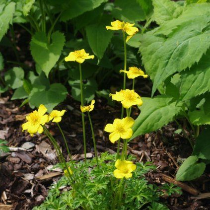 trollius pumilus cover