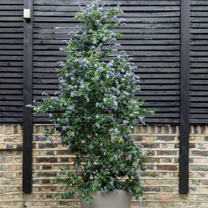 ceanothus repens pyramida vkochliku