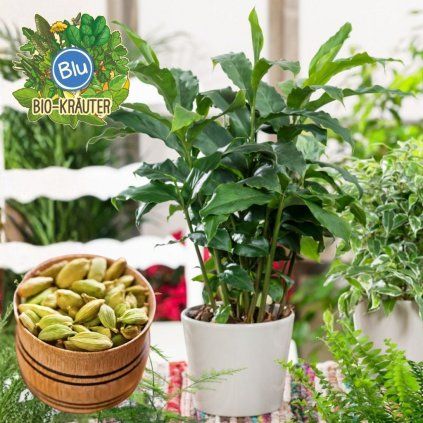 kardamon pravy blu cover