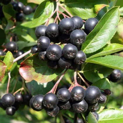 aronia hugin cover