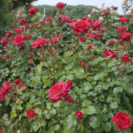 RUŽA RED LEONARDO DA VINCI (Kvetináč 5 litrov)