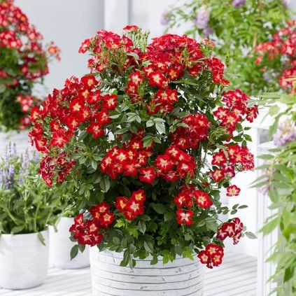 ruza everglow ruby 1