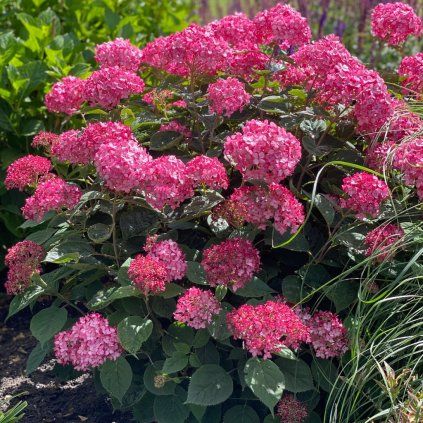 hortenzia stromcekovita ruby annabelle cover