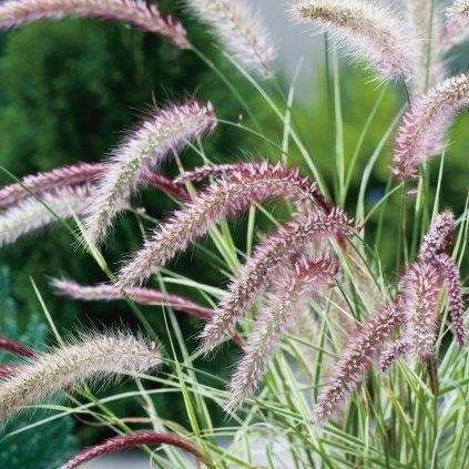 pennisetum sky rocket detail