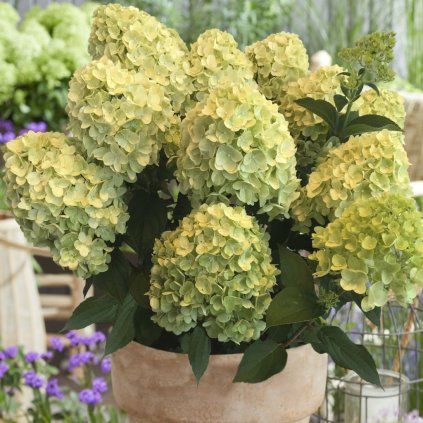 hortenzia lemonlight cover