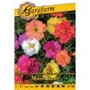 PORTULAKA VEĽKOKVETÁ MOSS ROSE ZMES FARIEB