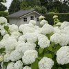 HORTENZIA-STROMCEKOVITA-STRONG-ANNABELLE_2