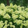 HORTENZIA-METLINATA-LIMELIGHT_1