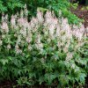 TIARELLA SUGAR AND SPICE