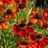 HELENIUM RED ARMY