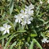 OLEANDER OBYČAJNÝ BIELY NA KMIENKU